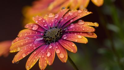 Orange Daisy, Closeup, Macro, Dew Drops, Selective Focus, Bokeh, Blur background, Vibrant, Blossom, Bloom, Spring, Wet, 5K