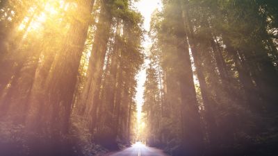 Redwoods National Park, California, Woods, Morning sun, Sun rays, Empty Road, Landscape, Scenery, 5K