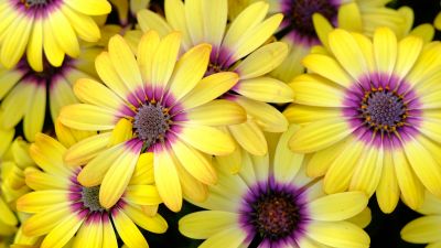 Yellow Daisies, Blossom, Bloom, Spring, Yellow flowers, Closeup Photography, Purple, Floral Background, 5K