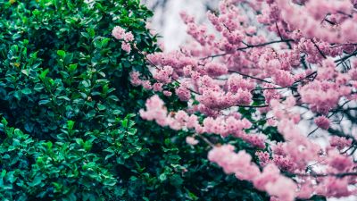 Cherry blossom, Green leaves, Pink flowers, Spring, Beautiful, Greenery, 5K, 8K