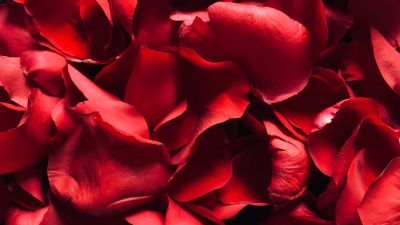 Red Rose, Rose Petals, Floral, Red background