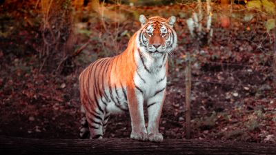 Tiger, Panoramic, Big cat, Carnivore, Predator, Forest, Zoo, Tree Trunks, Daytime, Wildlife, 5K