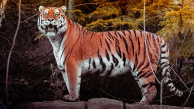 Tiger, Autumn, Big cat, Wildlife, Forest, Predator, Carnivore, Walking, Panoramic, Zoo, 5K