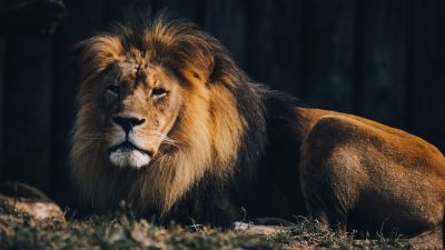 Lion, Wildlife, Carnivore, Predator, Zoo, Safari ride, 5K