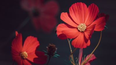 Orange flowers, Summer, Blossom, Bloom, Aesthetic