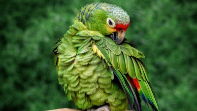 Parrot, Green background, Bokeh, Tree Branch, Selective Focus, Portrait, Bird, 5K