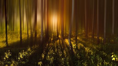 Forest Trees, Sunlight, Sunrise, Woods, Shadow, Blurred, Long exposure, 5K