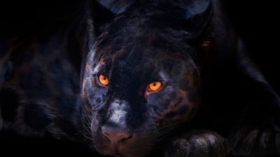 Black Panther, Dark background, Wild Cat, Scary, Feline, Big cat, Predator, Carnivore, 5K, 8K