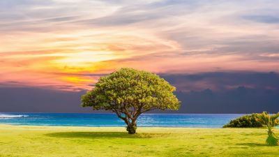 Green Tree, Ocean view, Grassland, Summer, Sunset, Horizon, Landscape, Scenery, 5K