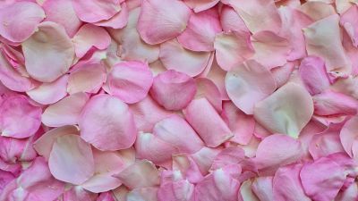 Rose Petals, Pink, Floral Background, 5K