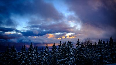 Snowy Trees, Winter, Cloudy Sky, Dusk, Scenic, 5K