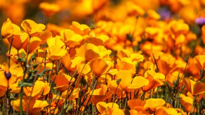 Poppy flowers, Floral Background, Yellow flowers, Blossom, Spring, Bloom, 5K, 8K