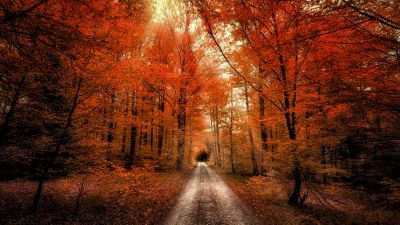 Autumn Forest, Passage, Dirt road, Seasons, Landscape, Scenery, 5K