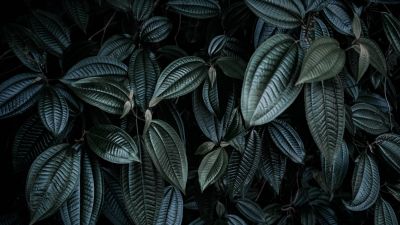 Leaf Background, Green leaves, Botanical, Low light Photography, 5K