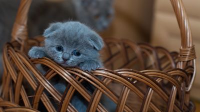 Russian Blue Kitten, Cat, Brown Basket, Pet, Kawaii, Feline, Sad, Mood, 5K, Brown aesthetic