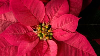 Red Leaf Plant, Fresh, Vibrant, Bloom, Spring, Closeup, 5K