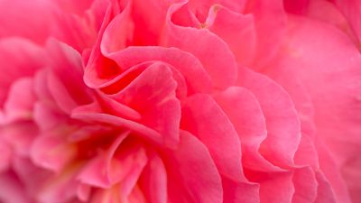 Pink flower, Bokeh, Petals, Closeup, Pink background, Flora, Vibrant, Blossom, Bloom, Spring, 5K