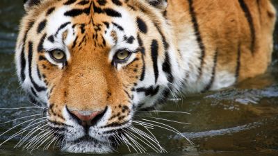 Tiger, Zoo, Wildlife, Big cat, Closeup, Wuppertal, Germany