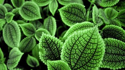 Green leaves, Botanical garden, Foliage, Geneva, Aesthetic, Switzerland