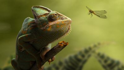 Chameleon, Dragonfly, Portrait, Blurred, Green background, Leaves, HDR