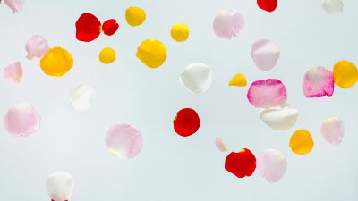 Colorful Petals, Multicolor, White background, Aesthetic, Flora, Rose Petals, Floating, 5K