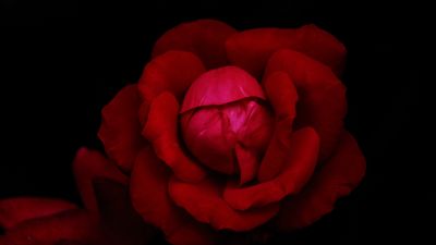 Hybrid tea rose, Red Rose, Black background, Rose flower