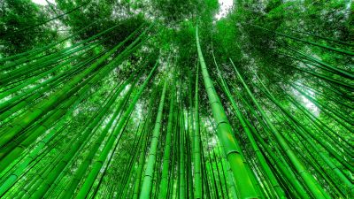 Bamboo Grove, Green background, Green leaves, Pattern, Tall Trees, 5K