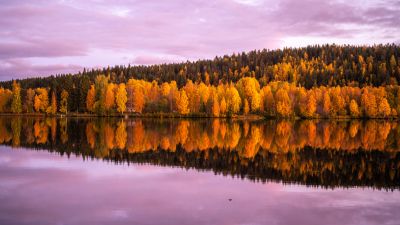 Autumn trees, 8K, Forest, Pink sky, Sunset, Reflection, Mirror Lake, Beautiful, Scenery, 5K