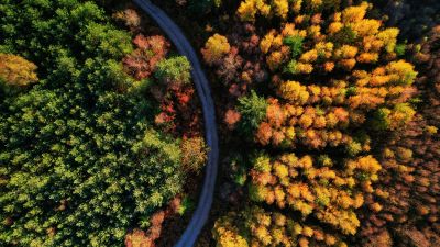 Autumn trees, 5K, Forest path, Seasons, Fall, Aerial view, Drone photo, Beauty in Nature