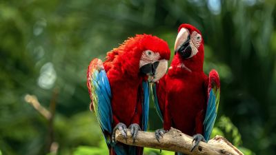 Macaw birds, Couple, Colorful, Jungle, Love Birds, Tropical, Bokeh, 5K