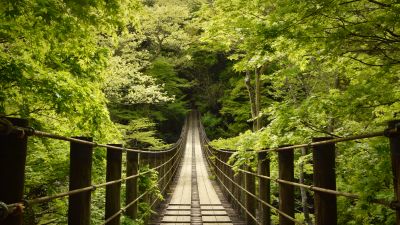 Hananuki Gorge, Japan, Scenic Spot, Suspended Bridge, Thick forest, Greenery, Tourist attraction, 5K