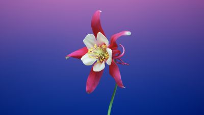 Aquilegia flower, Gradient background, macOS Mojave, iOS 11, Stock, 5K