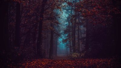 Forest, Fall Foliage, Fog, Morning, Dark, Path, Autumn Forest, Mist, Landscape