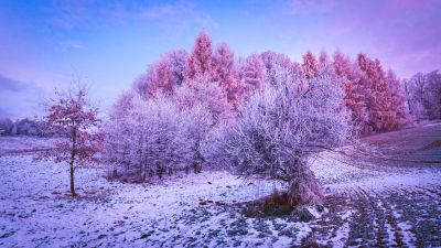 Winter forest, Trees, Landscape, Frost, Snow covered, Sunrise, Morning, Konary, Poland