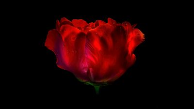 Red Rose, AMOLED, 8K, Red flower, Rose flower, Dew Drops, Droplets, Black background