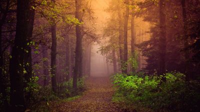 Autumn, Mist, Forest, Path, Trees, Fog, Landscape, Autumn Forest, Foliage