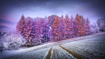 Winter forest, Landscape, Frost, Snow covered, Sunrise, Morning, Konary, Poland, Aesthetic