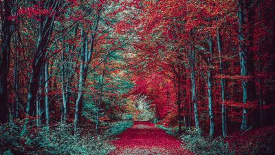 Autumn Forest, Path, Fall Foliage, Trees, Landscape, Scenic