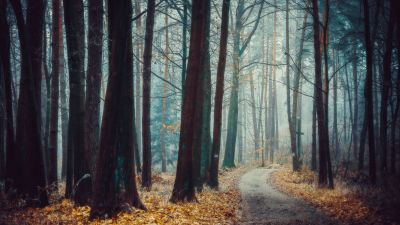 Poland, Forest, Trees, Autumn, Path, Landscape, Fog, Frost