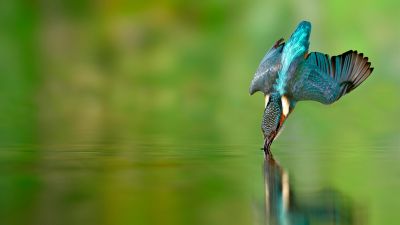 Kingfisher bird, Flying bird, Catching a fish, Fish hunting, Green background