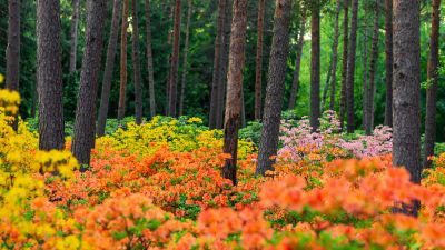 Azalea plants, Haaga Rhododendron Park, Flower garden, Colorful flowers, Landscape, Spring, Finland, 5K