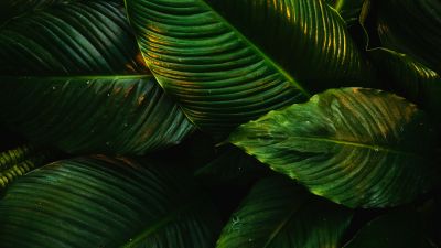 Tropical, Green leaves, Plant, 5K