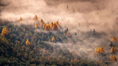 Autumn Forest, Morning light, Aerial view, Mist