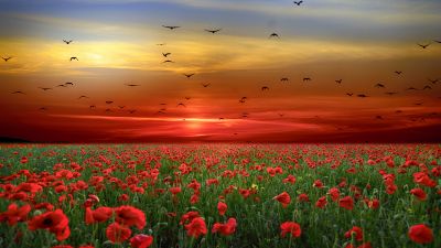 Poppy flowers, Poppy Field, Sunset, Clouds, Birds, Landscape, Countryside, 5K, 8K