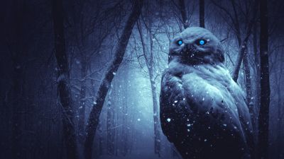 Owl, Forest, Winter, Dark, Night, Blue eyes, Scary, Snowfall, 5K