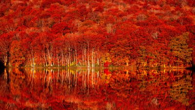 Autumn colors, Tohoku, Autumn Forest, Fall Foliage, Lake, Reflection, Japan autumn, Autumn foliage, 5K, 8K