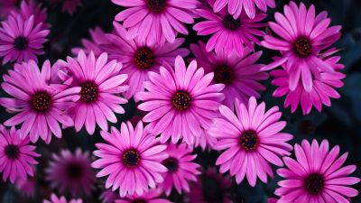 Daisy flowers, Pink flowers, Pink Daisies, Pink background