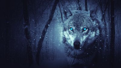 Wolf, Blue eyes, Snowfall, Winter, Night, Forest, 5K