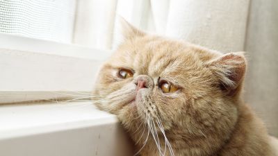 Exotic Shorthair, Breed cat, Sad cat, Sad animals, Sad face