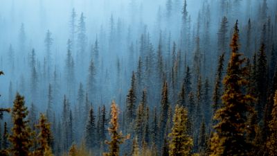 Foggy forest, Pine trees, Daytime, Banff National Park, Canada, 5K